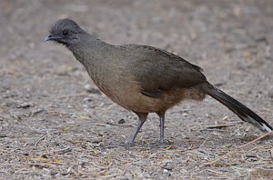 Chachalaca, Plain, 2013-01012139 Bentsen Rio Grande State Park, TX